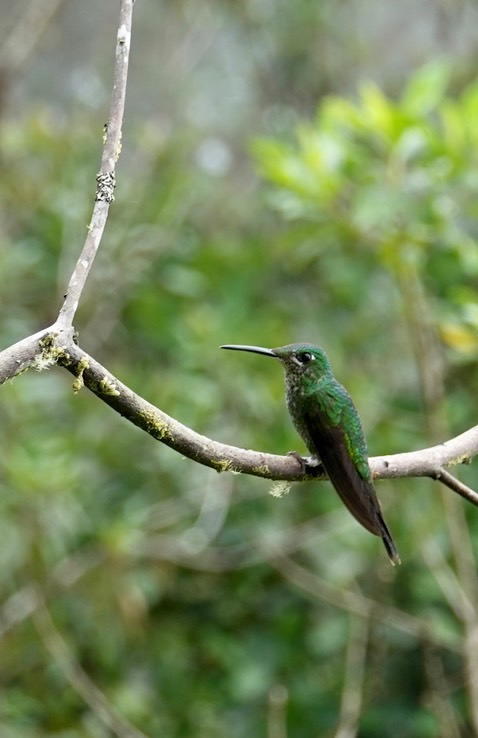 Green-crowned Brilliant h1