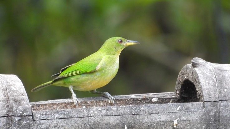 Green Honeycreeper 1