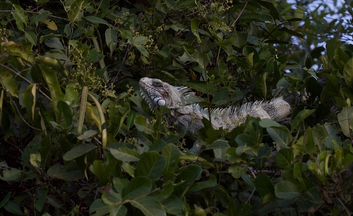 Green Iguana, Iguana iguana