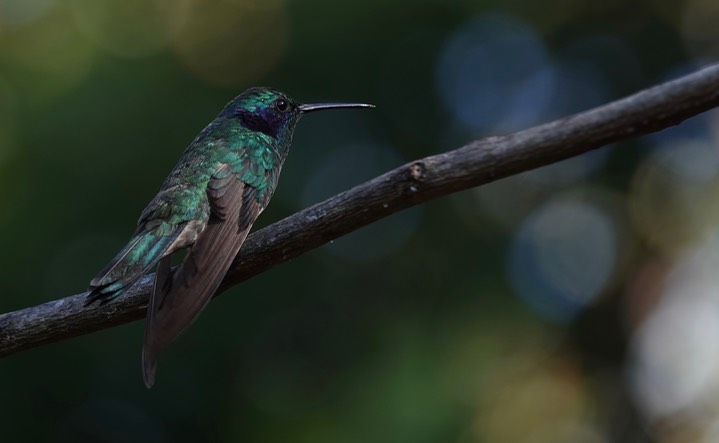   Green Violetear, Colibri thalassinus cyanthus or Lesser Violetear Colibri cyanthus in some sources     15