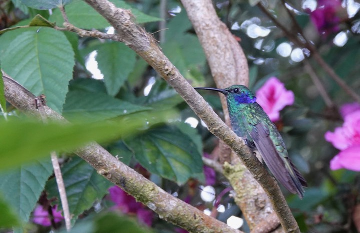   Green Violetear, Colibri thalassinus cyanthus or Lesser Violetear Colibri cyanthus in some sources     1