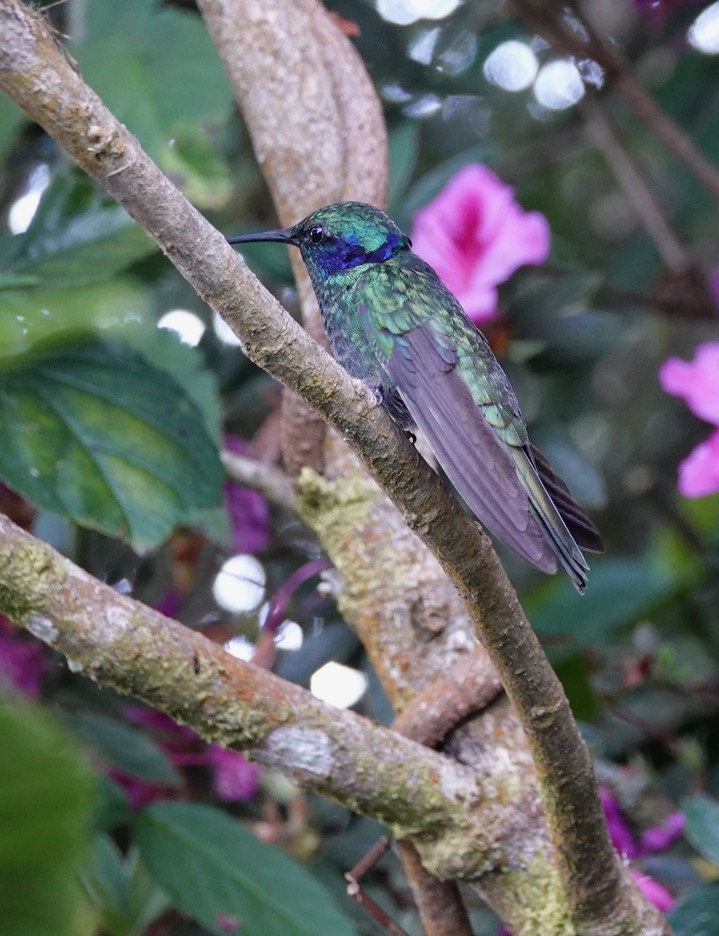   Green Violetear, Colibri thalassinus cyanthus or Lesser Violetear Colibri cyanthus in some sources     12