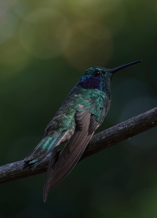 El Dorado Nature Reserve, Santa Marta Mountains, Colomibia