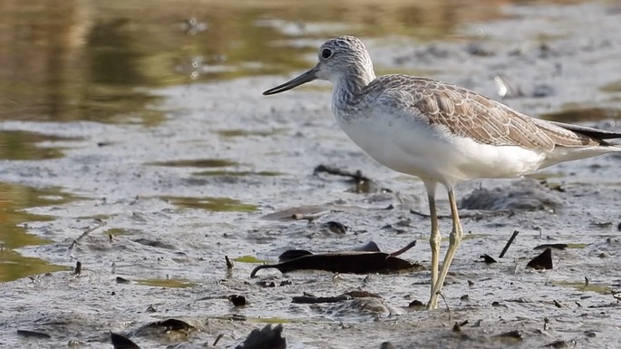 Greenshank, Common 1