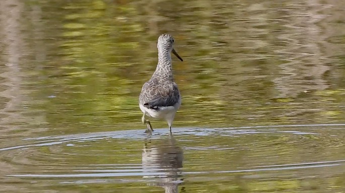 Greenshank, Common 3