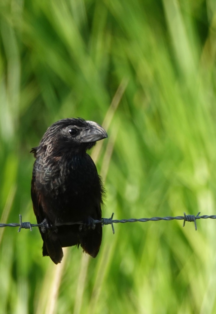 Groove-billed Ani, Crotophaga sulcirostris10