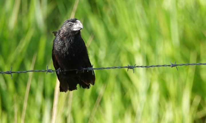 Groove-billed Ani, Crotophaga sulcirostris11