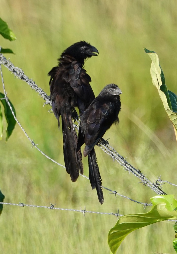 Groove-billed Ani, Crotophaga sulcirostris3