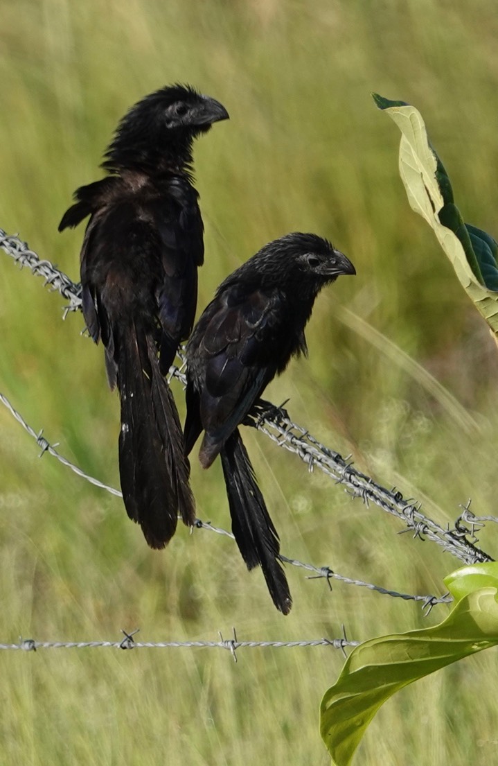 Groove-billed Ani, Crotophaga sulcirostris2