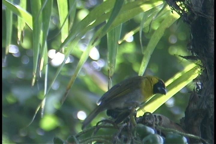 Grosbeak, Black-faced1