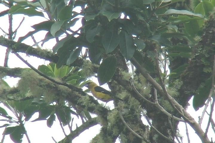 Grosbeak, Black-thighed