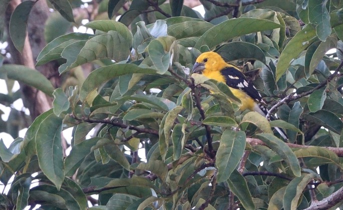 Grosbeak, Mexican Yellow - Pheucticus chrysopeplus - Rancho Primavera, El Tuito, Jalisco, Mexico2