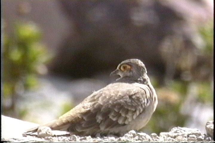 Ground-Dove, Bare-faced1