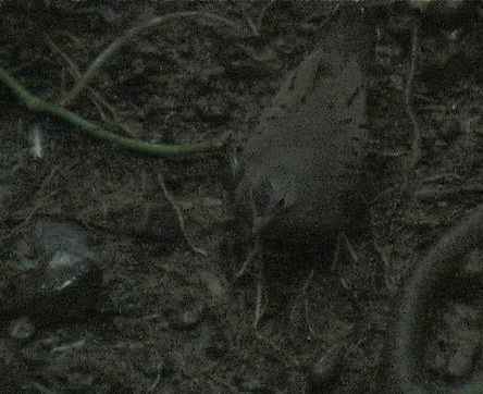 Ground-Dove, Blue 1