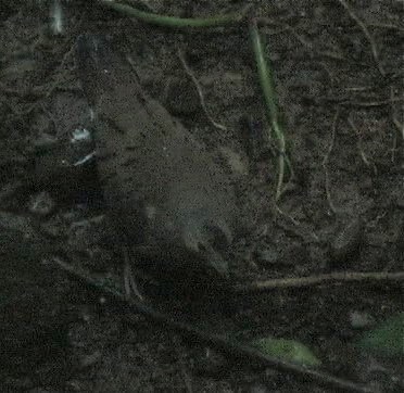 Ground-Dove, Blue 2