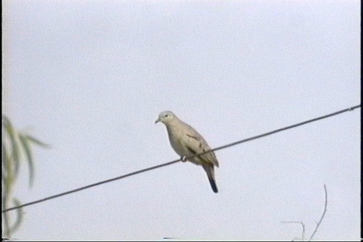 Ground-Dove, Croaking (Golden-billed)