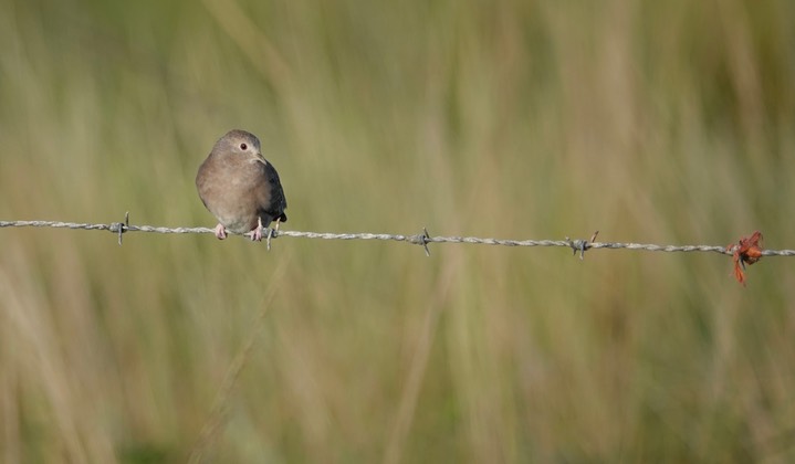 Ground-Dove, Plain-breasted  Columbina minuta2