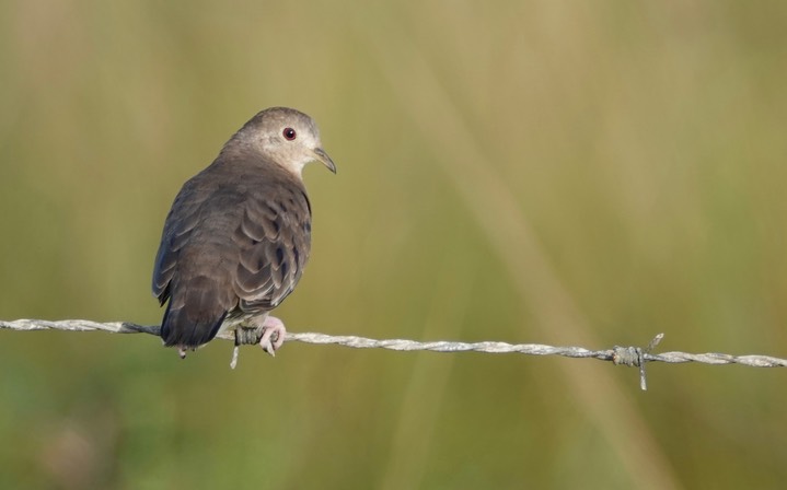 Ground-Dove, Plain-breasted  Columbina minuta3