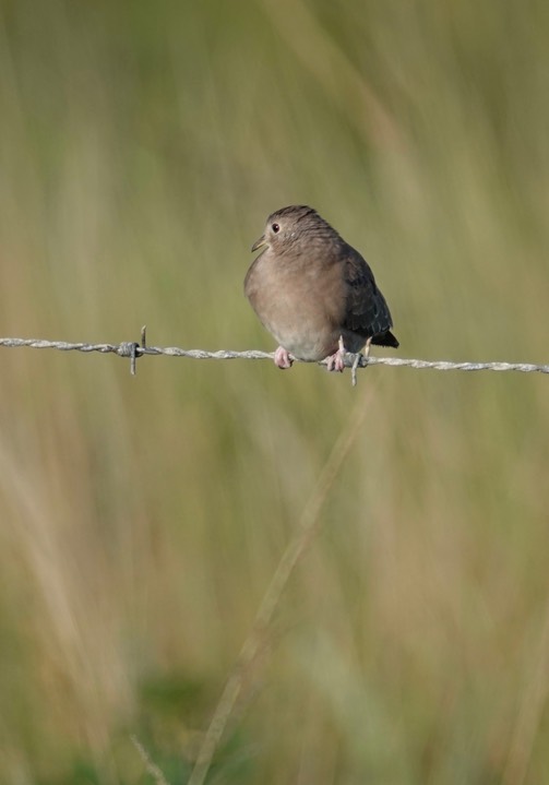 Ground-Dove, Plain-breasted  Columbina minuta