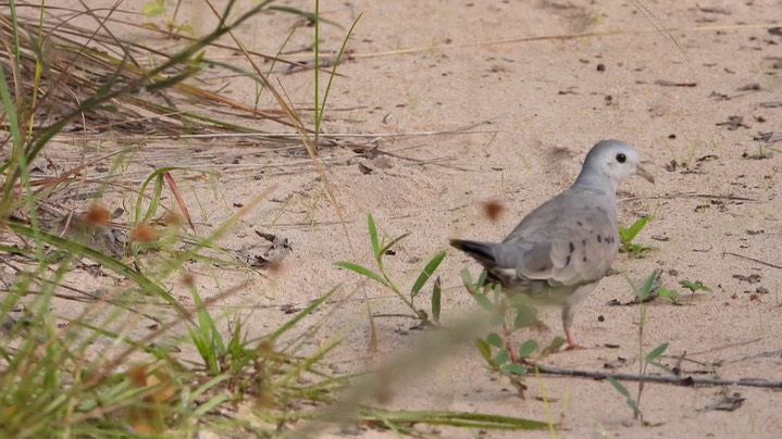 Ground-Dove, Plain-breasted (Belize 2021) b