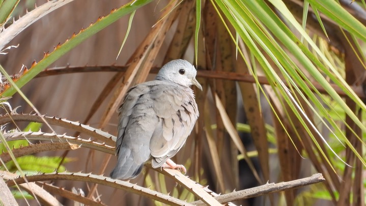 Ground-Dove, Plain-breasted (Belize 2021) a