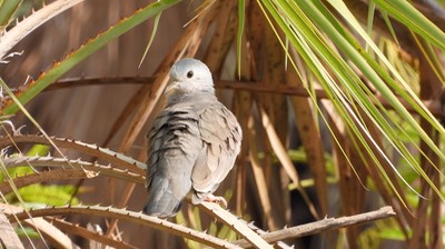 Ground-Dove, Plain-breasted (Belize 2021) c