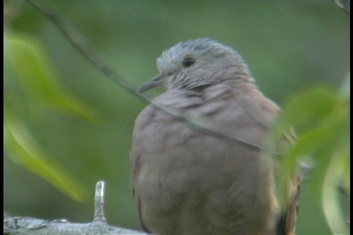 Ground-Dove, Ruddy - 1