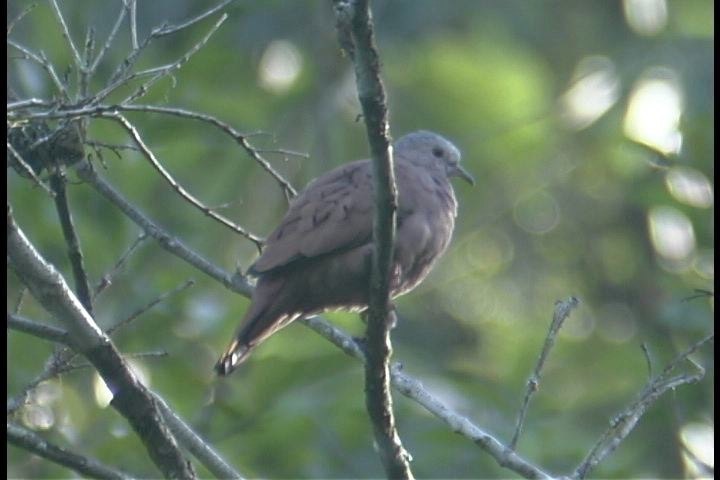 Ground-Dove, Ruddy - 2