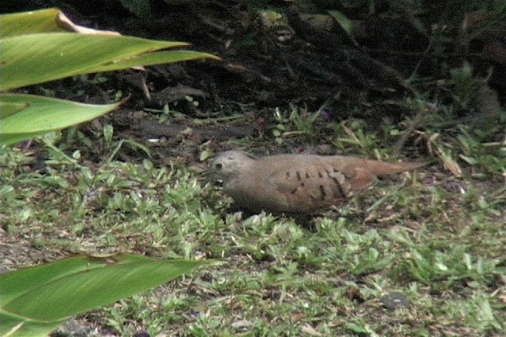 Ground-Dove, Ruddy 1