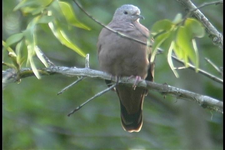 Ground-dove, Ruddy