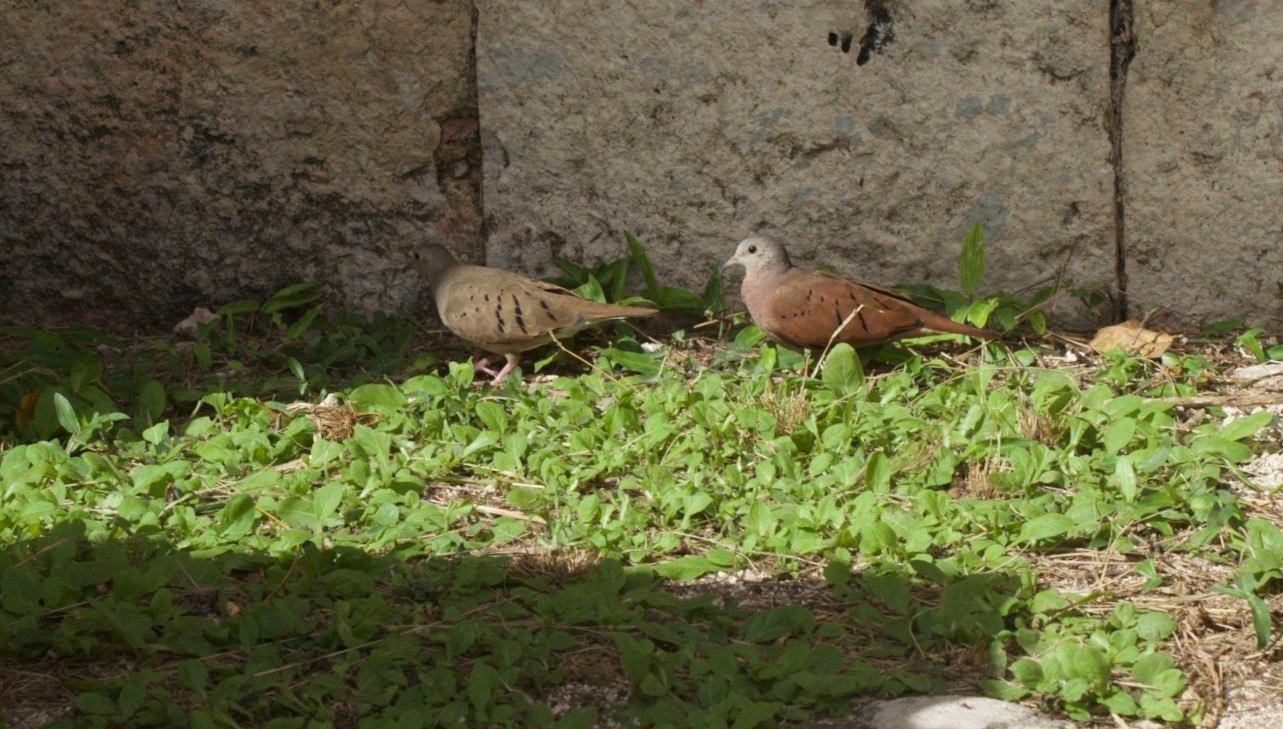 Ground-Dove, Ruddy1