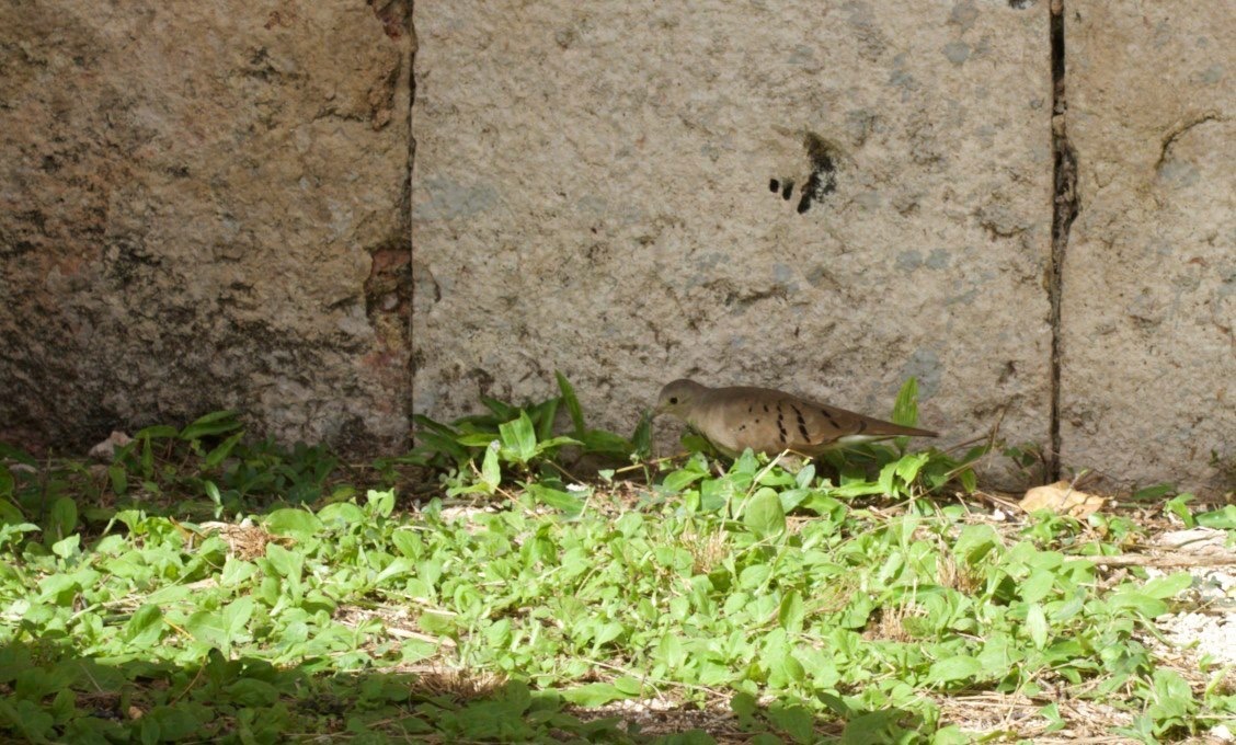 Ground-Dove, Ruddy2