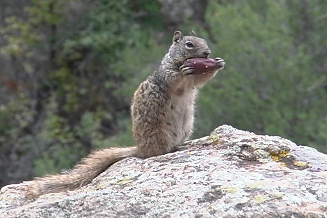 Ground Squirrel 1