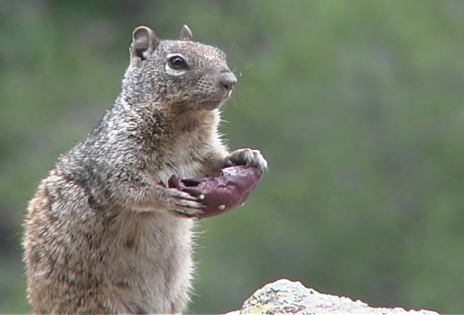 Ground Squirrel 2