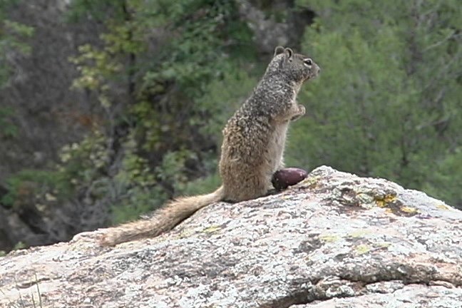 Ground Squirrel 3