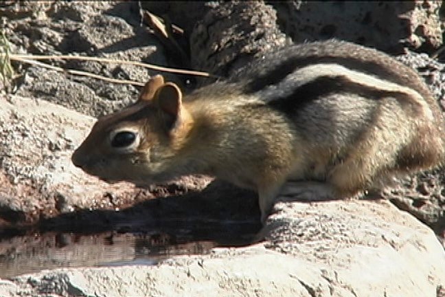 Ground-Squirrel, Golden-mantled a