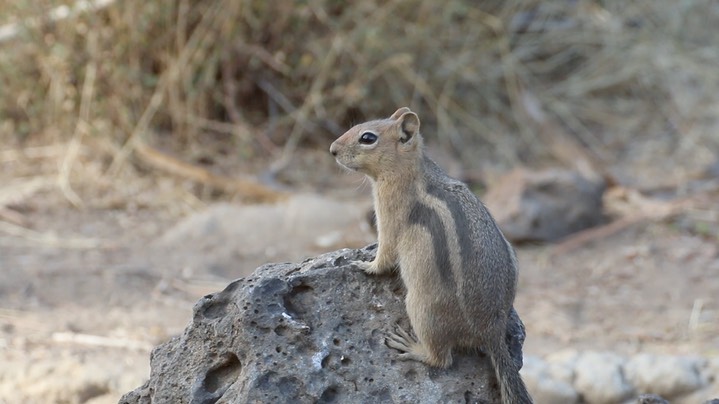 Ground Squirrel, Golden Mantled (Oregon)