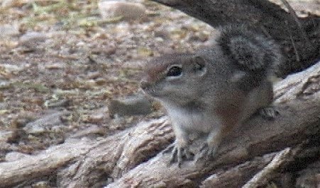 Ground-Squirrel, Harris Antelope 3