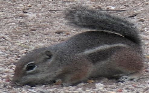 Ground-Squirrel, Harris Antelope 4