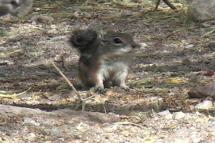 Ground-Squirrel, Harris Antelope 1