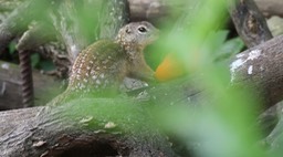 Ground-Squirrel, Mexican