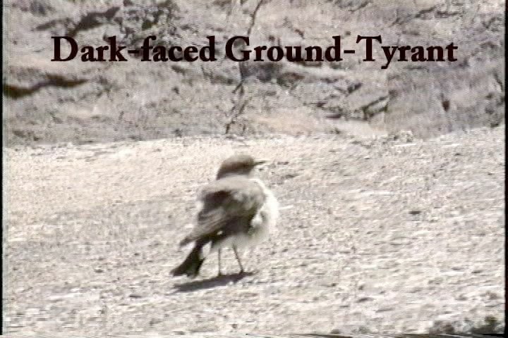 Ground-Tyrant, Dark-faced