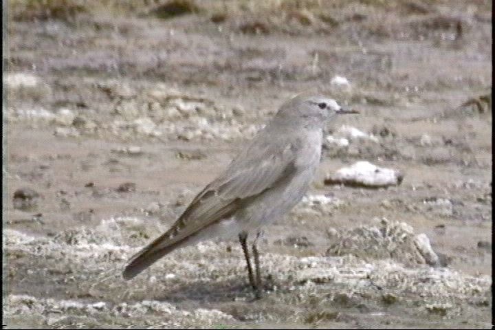 Ground-Tyrant, Ochre-naped