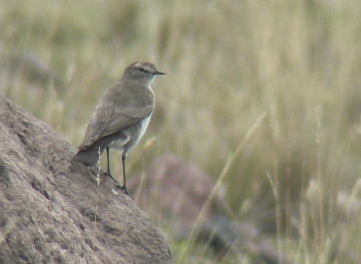 Ground-Tyrant, Paramo 1