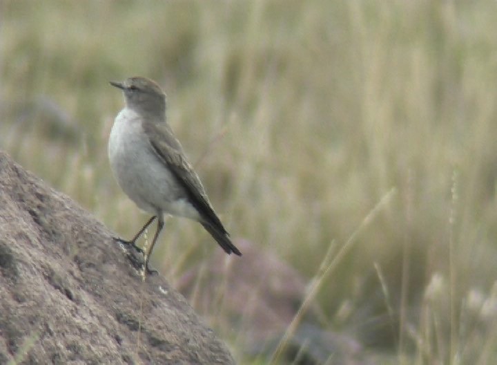 Ground-Tyrant, Paramo 3