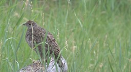 Grouse, Blue c