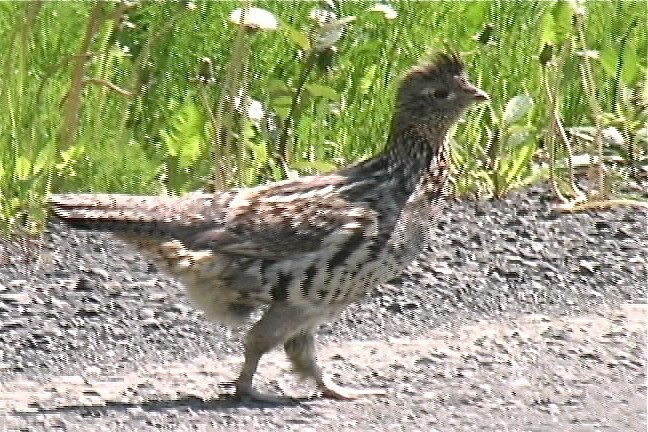 Grouse, Ruffed 1