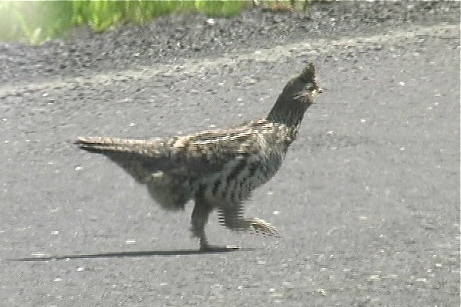 Grouse, Ruffed 2