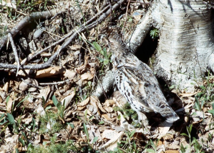 Grouse, Ruffed a