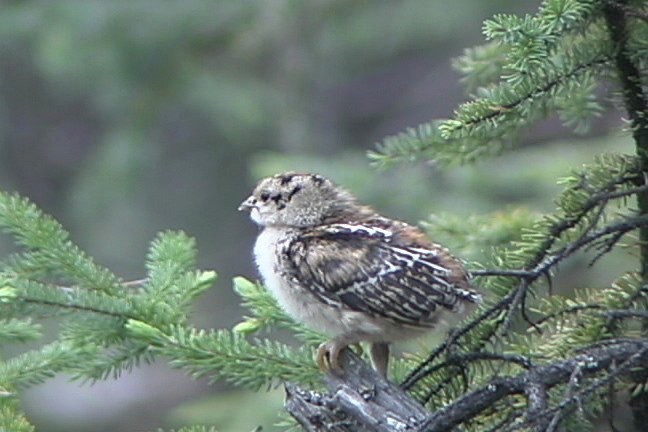 Grouse, Spruce 1